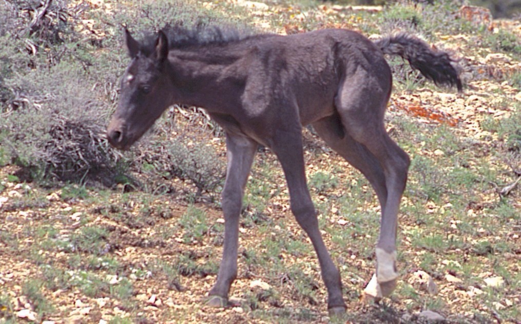 Free Spirit just days old, Spring 2005