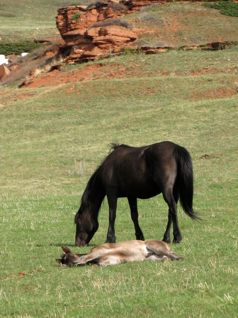 Diego napping by his mother, Cavalitta