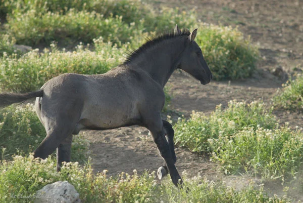 Jackson & Brumby's colt