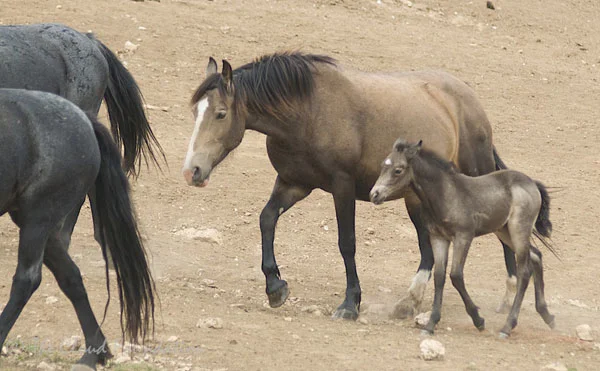 Dove and her new filly