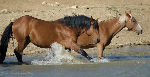 Duke and his lead mare Madonna at the waterhole