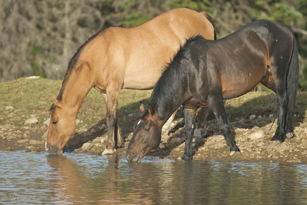 Morning Star and his dun mare Felina