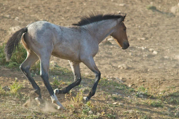 Firestorm's colt