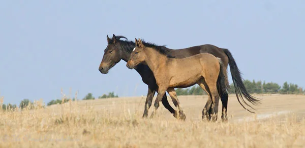 Great & her filly Marlene