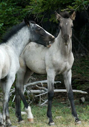 Cloud's son Mato plays with Flint's son Miguel
