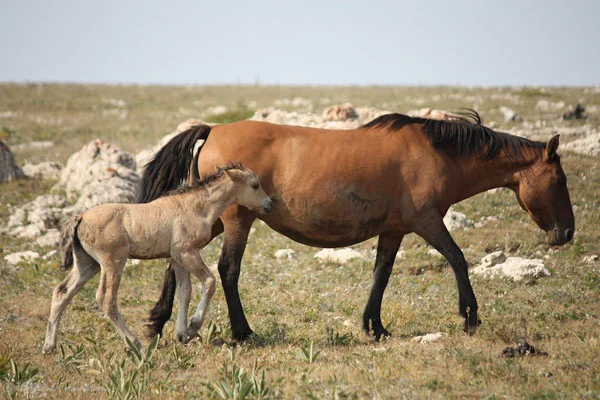 Washakie & her filly