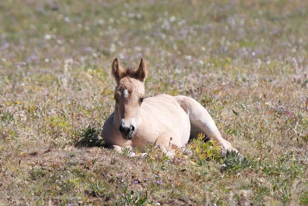Washakie's filly