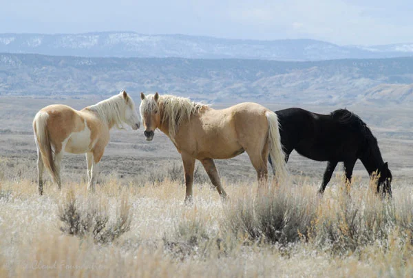 Corona (center) with his mares
