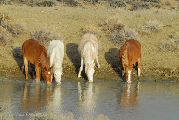 Corona's band at the waterhole