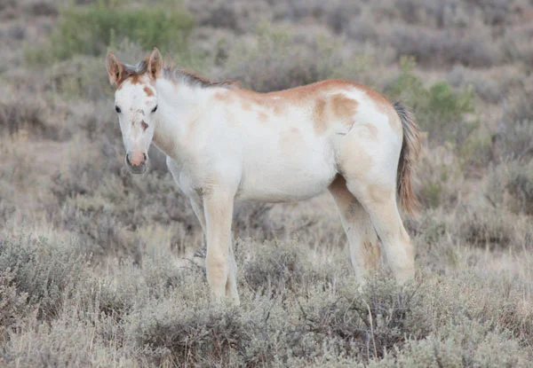 The little filly Hopscotch