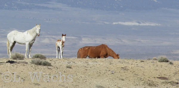 We hiked down toward them, keeping our distance. The grey band stallion, Warrior, watched us before deciding we were okay. 