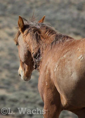 Warrior's lieutenant stallion, Bojangles, looked like he got into a scrape. Maybe with Warrior. The neck wound is sizable, but looks as though it's healing all right.