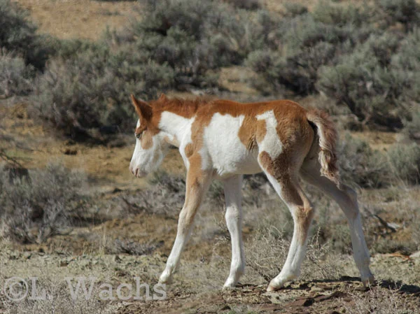 We got a better look at the flashy little colt, who no one had seen before.