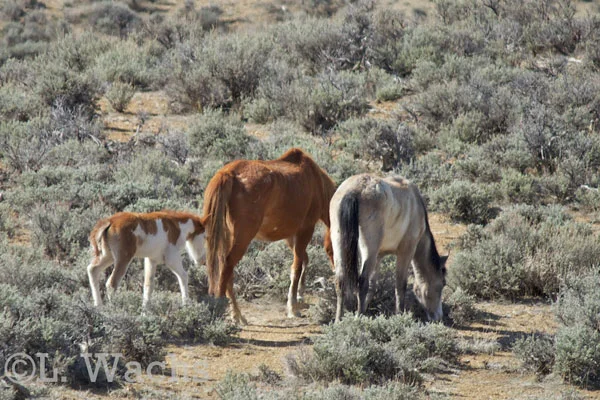 His mother, Shiva, was careful. And her yearling colt, Shatzi, was hanging close.