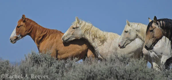 They were extremely interested in Bugs' other mare, Rita. Bugs wasn't stopping them from trying to breed her. She was not thrilled.