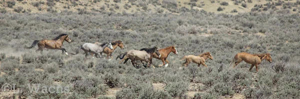 Rachel figured it was the stallion Nomad, with his longtime mare, Feather, and another stallion's mares