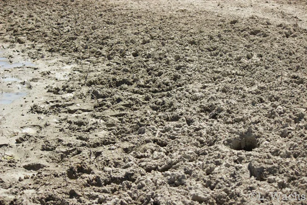 After they streamed by us, we hiked over to the waterhole nearby, but all we found were sheep prints. Mucky mess!