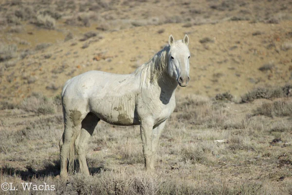 Star was hanging out with White Out, one of the older bachelors on the range.