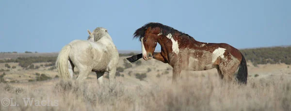 Cosmo & Kiowa squared off. Kiowa has been dogging the band.