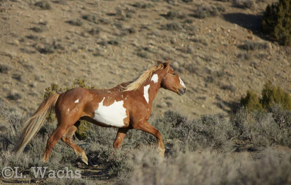 Hoot trotted back to Juniper & her filly.