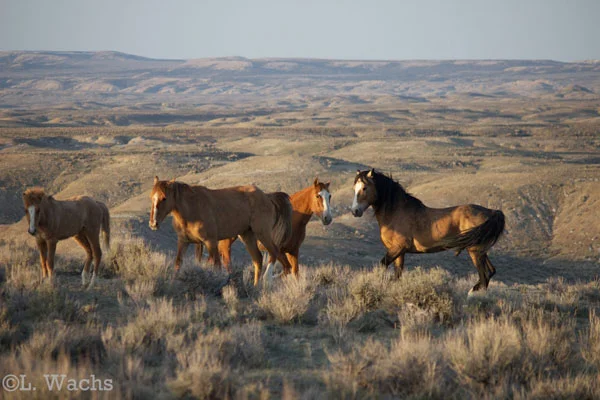 With his new mare Yellowcat in heat, he wanted to breed her. But Feather repeatedly stepped in and denied him.
