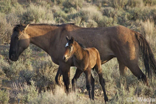 The next morning we awoke to see Cosmo's band not too far from our tent. We hiked out to see them. Here is Grace & Stargazer.