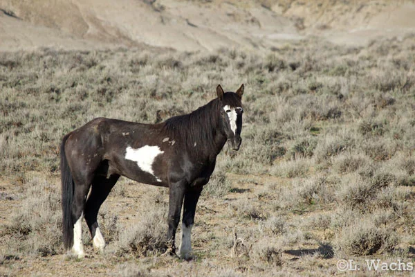 Looking across the flats, we saw another group of horses. We got closer to find the older stallion Lightning dogging Haze's band.