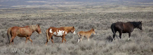 We ventured off & eventually found the stallion Voodoo with his young mare, Streaker. They have a yearling filly, Fleck, and now a little foal!