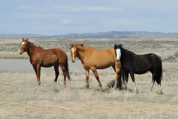 Voodoo & his two mares