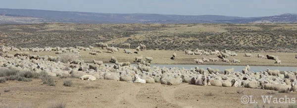 Eventually we had to leave, but we drove past one of the big waterholes on the way out. It was covered in sheep!