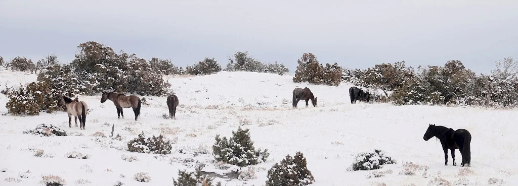 Above Doc, far right, his mares and a barely visible Ryden