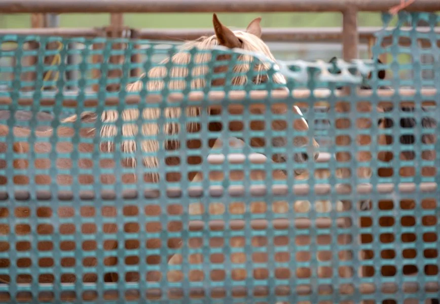 Commentary: Wild horses are not the problem.