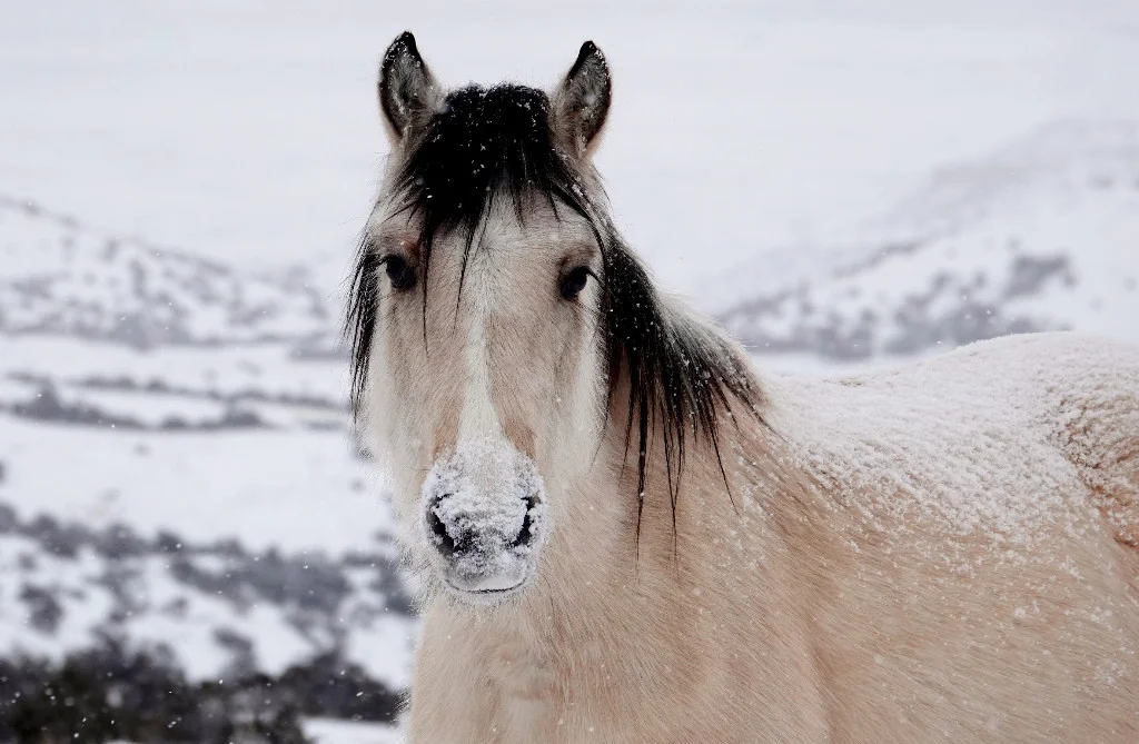 Comment on use of motorized vehicles in Pryor Mountain Wild Horse Range
