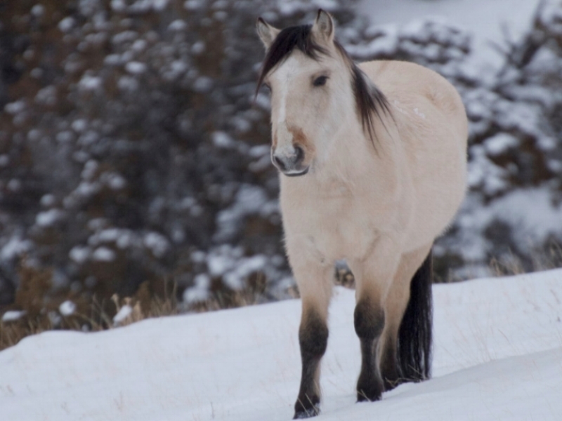 Comment on Pryor EA: fertility control adjustments & 20-animal removal