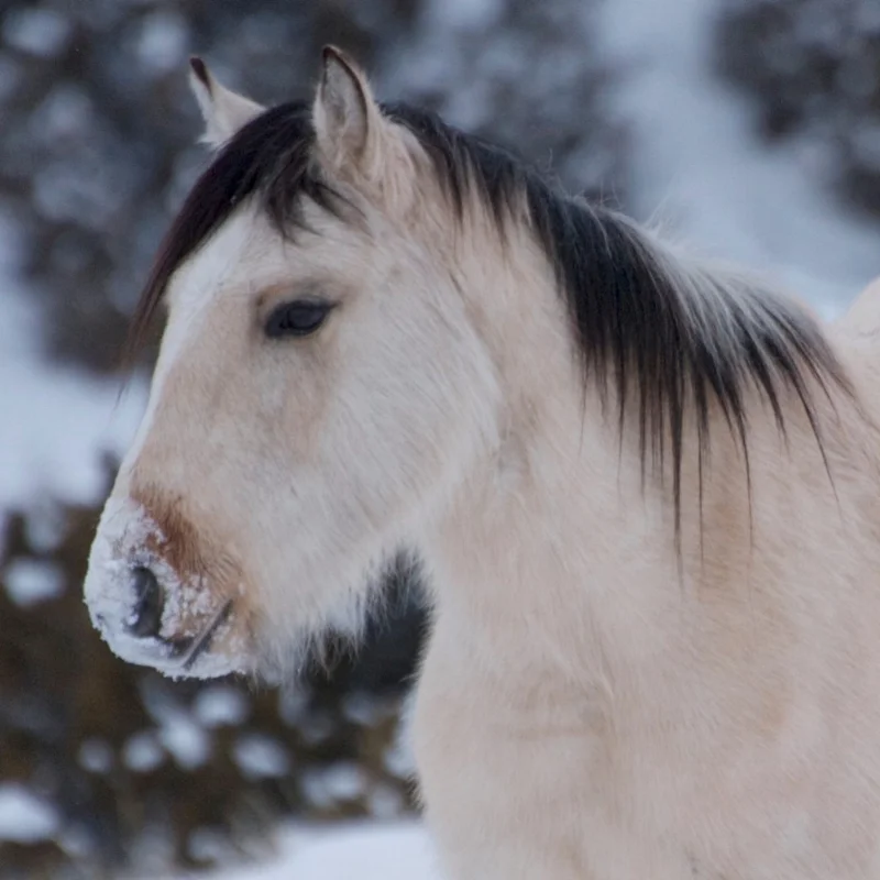 Cloud's Pride, a rare buckskin.