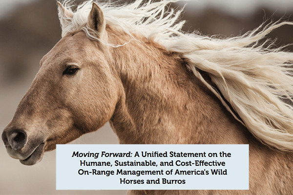 80+ Organizations Release Unity Statement Against Horse Slaughter