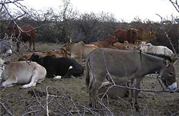 wildlife-and-cows.jpg