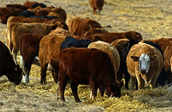 cow tipping.jpg