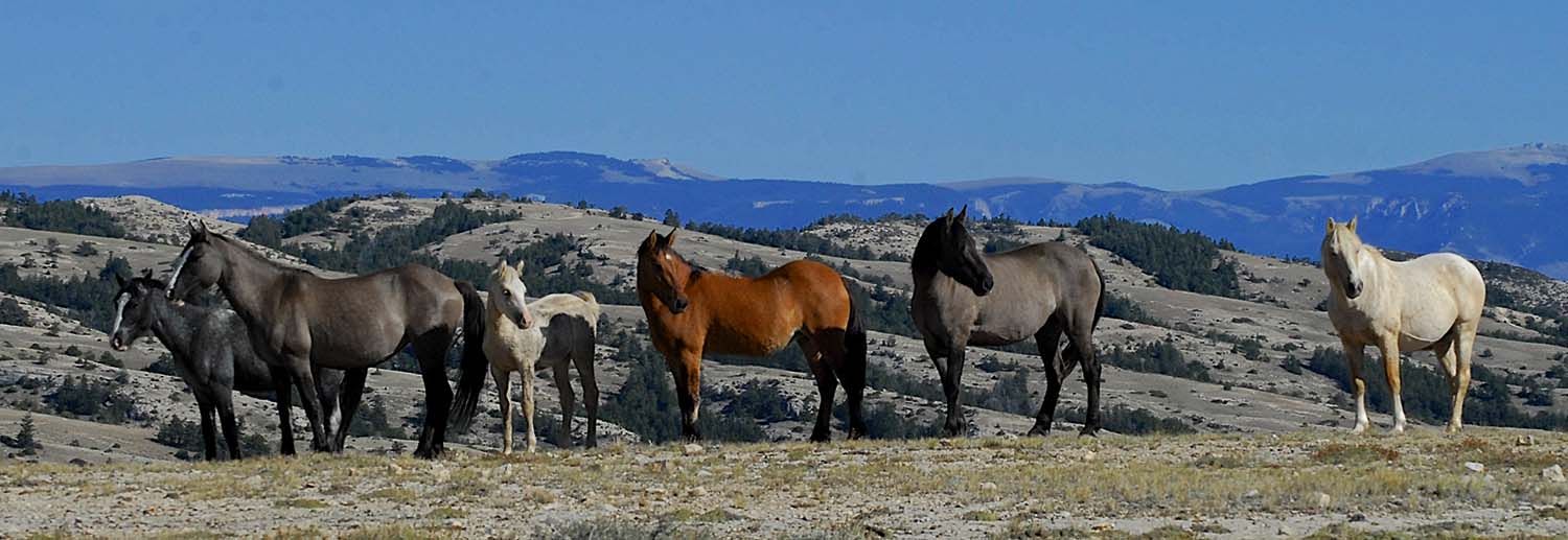 From left to right: Mato Ska, Feldspar, Encore, Innocentes, Aztec, and Cloud (September 2013)