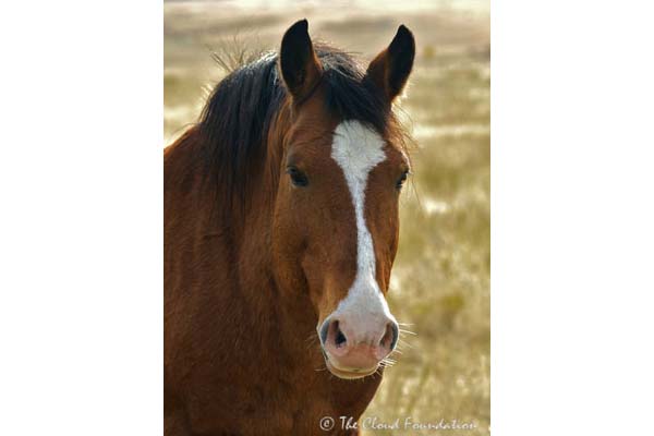 Trigger, Band Stallion [deceased]