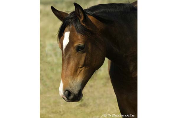 Josie, Filly