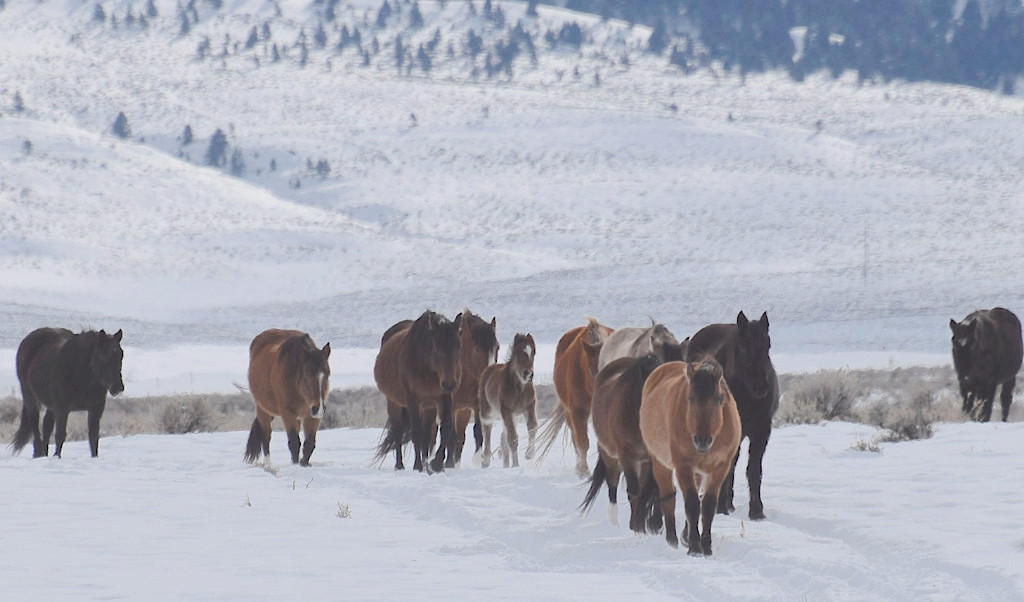 Photo below by Kristen Collett. Left to right, Cavalita, Mae West, Chalupa, Pistol, Winter, Sierra, Moshi, Evita, Josie, Lily, Mystery. Not pictured: Trigger