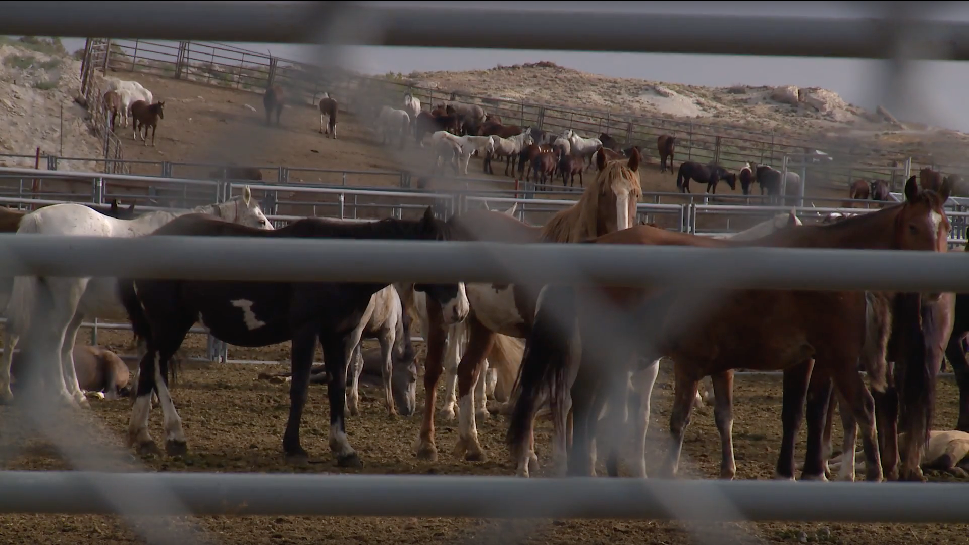 #TakeActionTuesday: Speak Up for Wild Horses & Burros! 