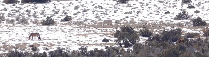 Zoomed in at 600 mm. The dots are horses - really! 