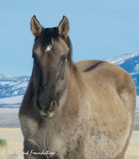 Grumpy Grulla