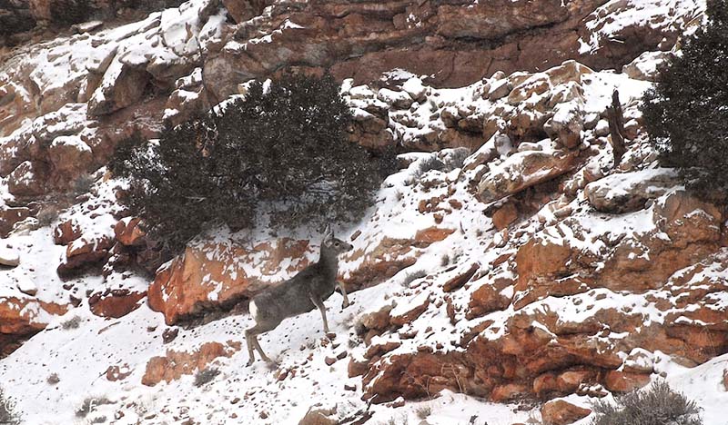  A mule deer doe near the Bighorn Canyon. 