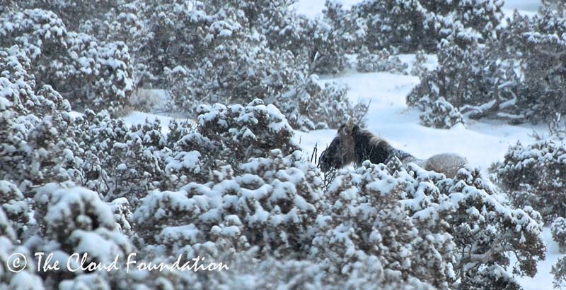  Fiero and Sacajawea in the junipers 