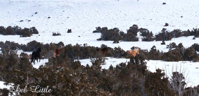 What is likely Hernando (left) behind Missoula, Half Moon, and Phoenix.