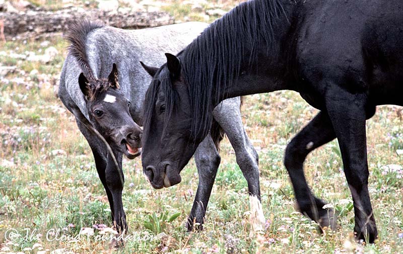 Diamond mouths to his father, Raven