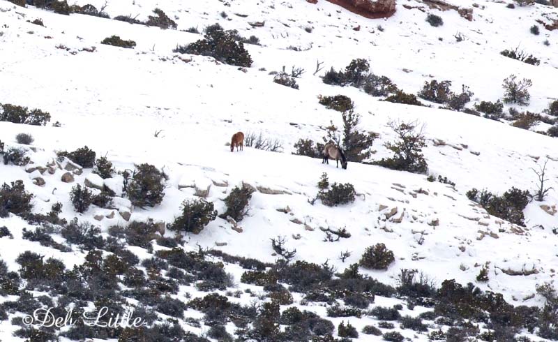 Kitalpha and Nova forage in the snow